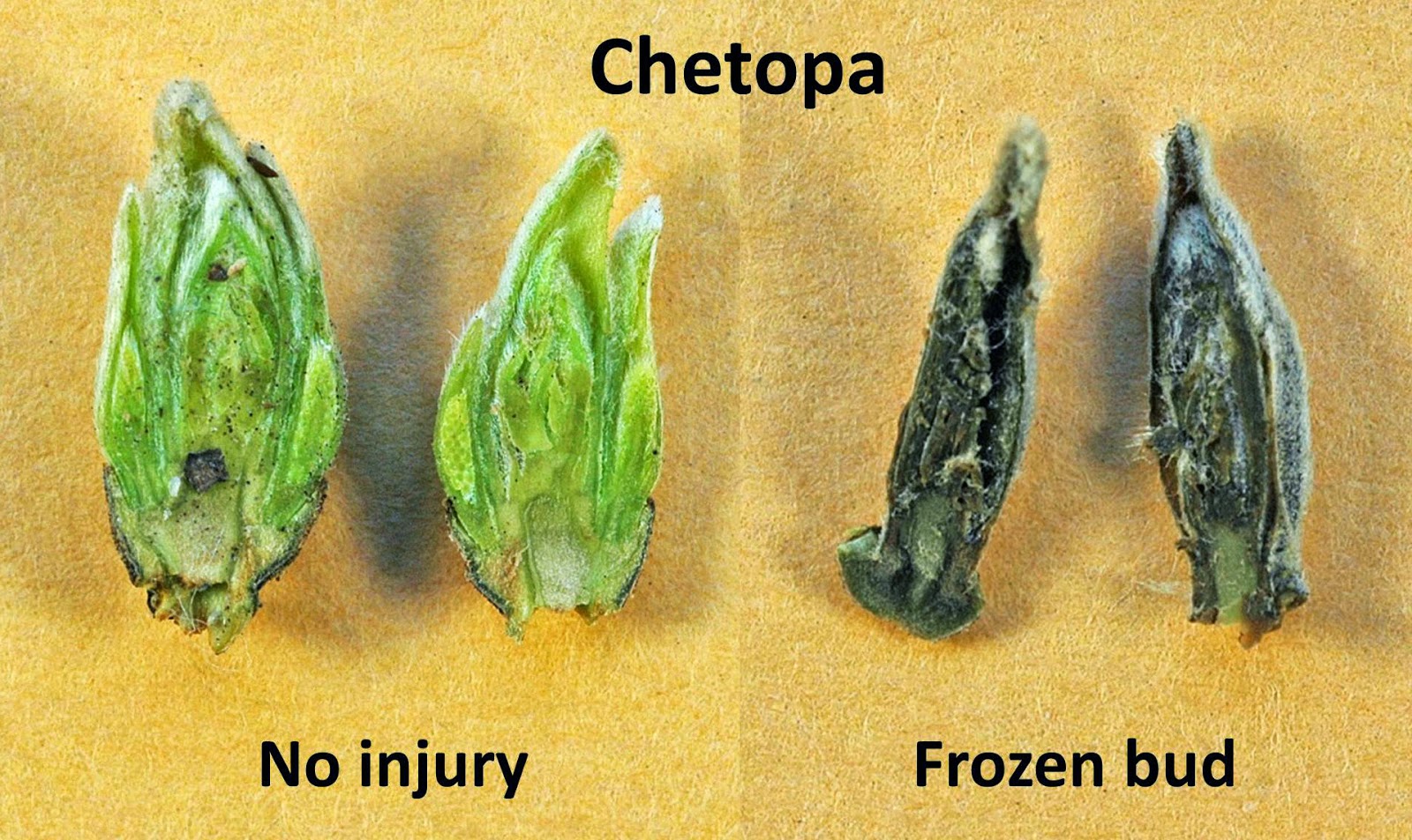 Northern Pecans Freezing temperatures injure emerging pecan buds