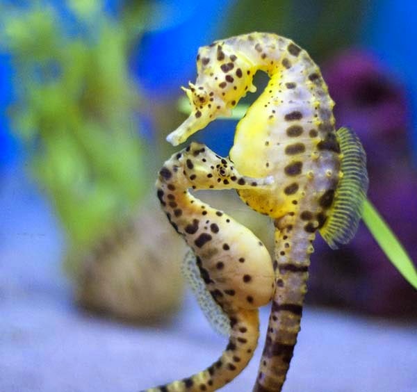 Here Are 24 Awesome Things You Didn't Know About Animals. #11 Just Made My Week. - Seahorses are monogamous life mates and travel in pairs, holdin each other's tails