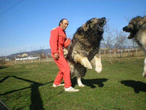 كلب اوفاشاركا القوقازي