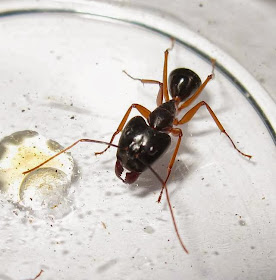 The large headed major worker of Camponotus sp