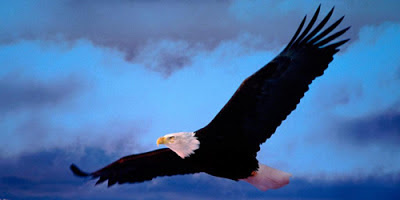 Aguila en movimiento