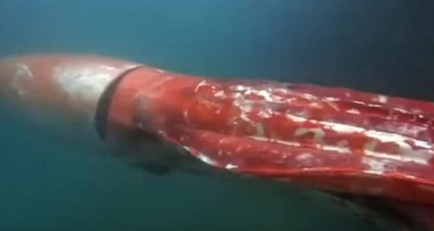 Ιαπωνία: Καλαμάρι τέρας 4 μέτρα εθεάθη να κολυμπά δίπλα από μια βάρκα