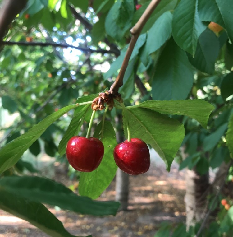 Through Thick and Thin Managing Fruit Load on Backyard Trees
