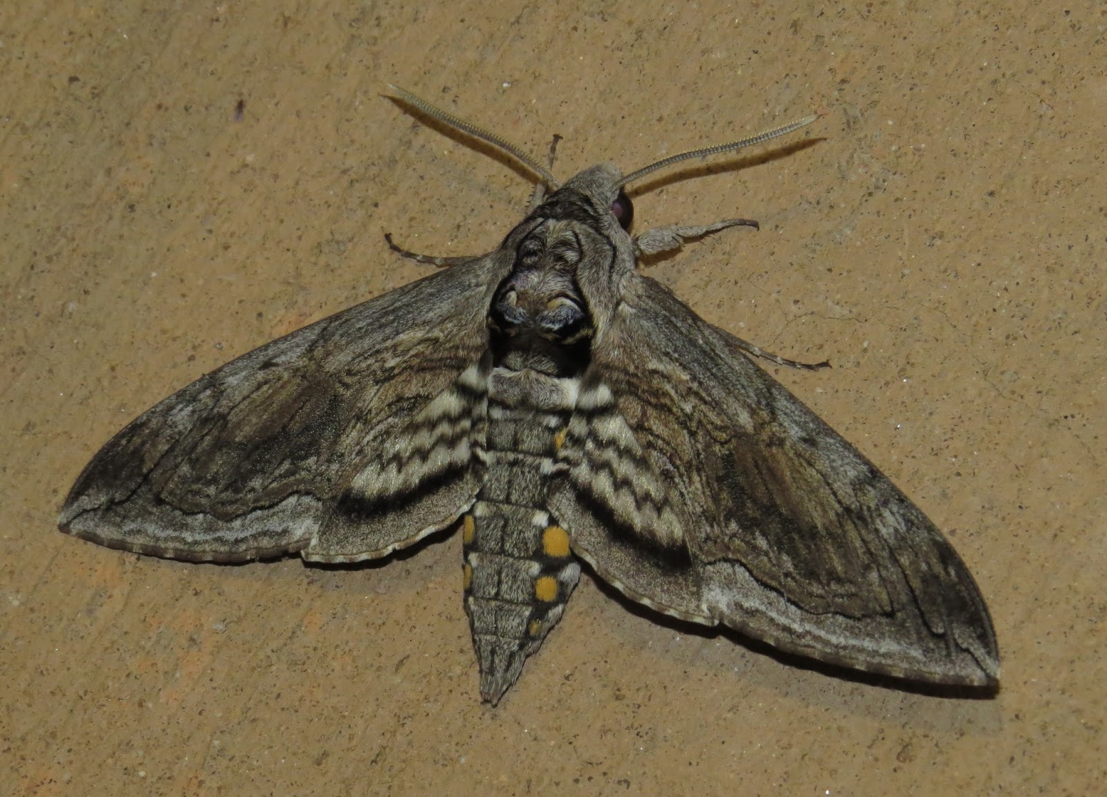Bug Eric National Moth Week Recap for Colorado Springs