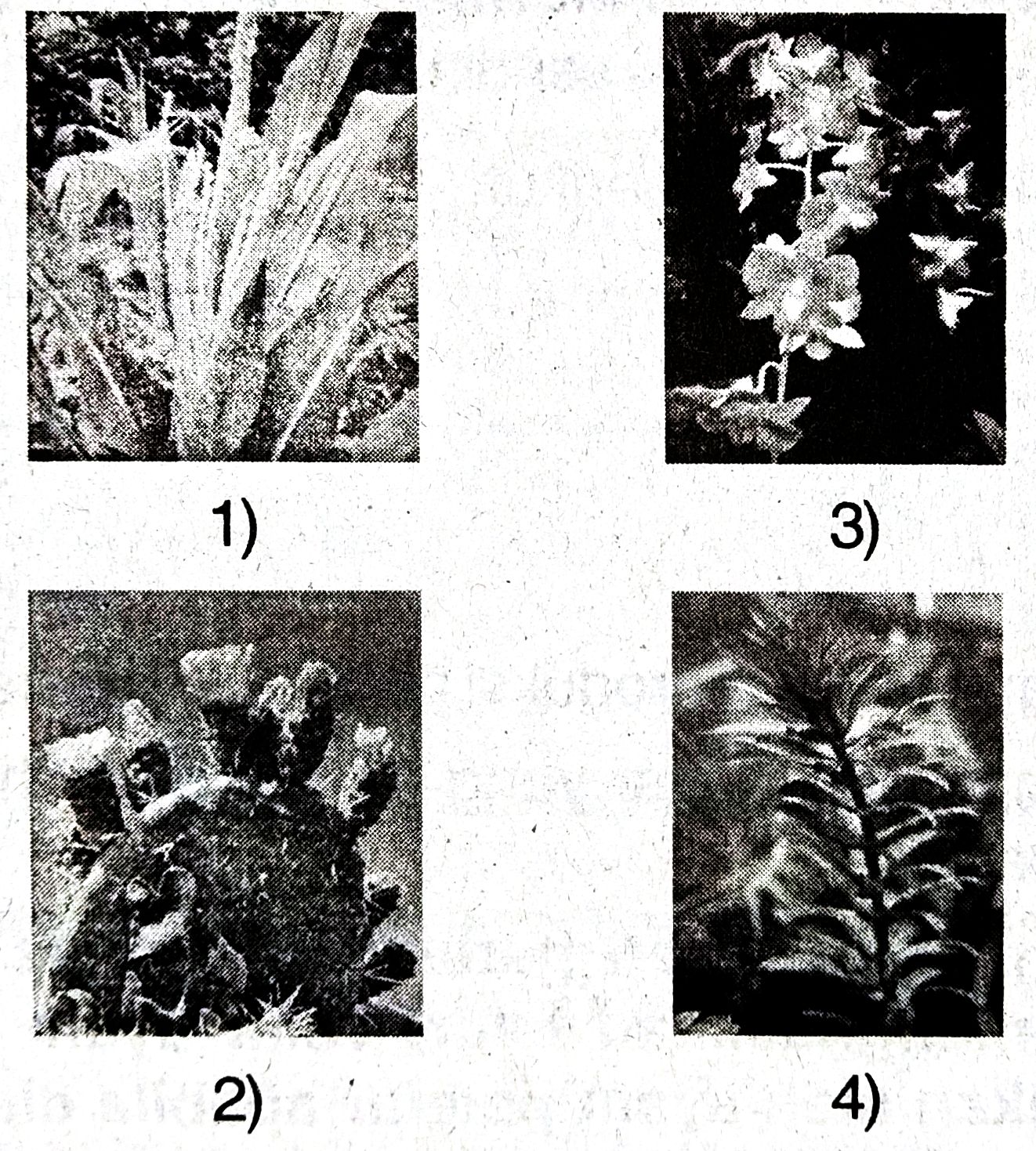 Contoh Soal Ulangan Harian Reproduksi Pada Tumbuhan dan Hewan | IPA SMP