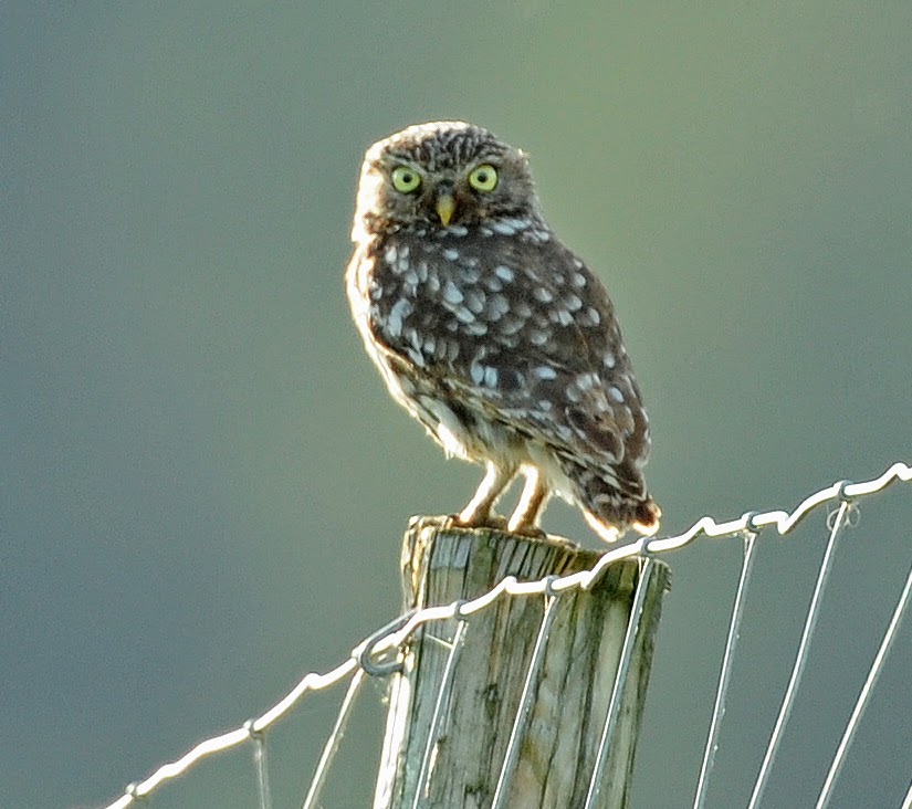 Brian Rafferty...Wildlife Photographer Owl Watching