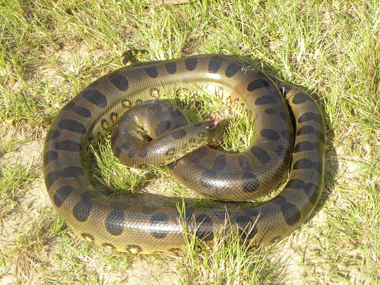 BLOG DO LÚCIO COSTA: MENOR É SALVO PELO TIO DA COBRA SUCURI