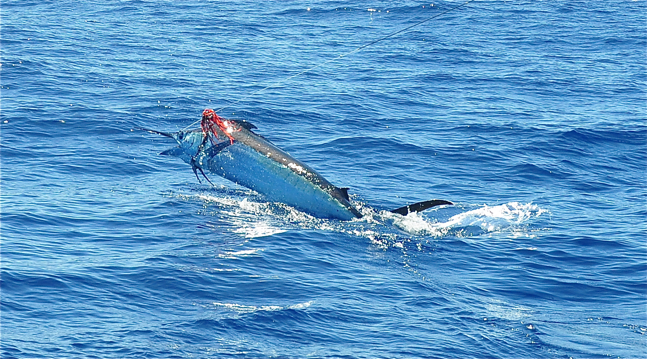 Stockholm Specimen Hunter's Group: Marlin fishing; Puerto Rico, Gran