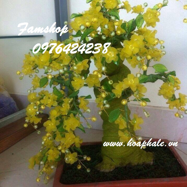 Gốc bonsai cây hoa mai ở Đỗ Ngọc Du Goc bonsai cay hoa mai o Do Ngoc Du