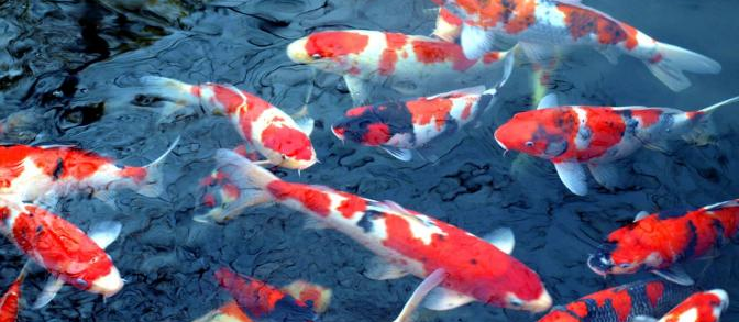 Inilah Jenis-Jenis Ikan Koi Terbaik Serta Harganya
