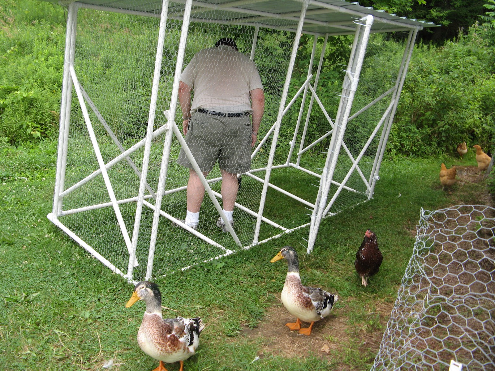 Animal Instinct Chicken Winnebago