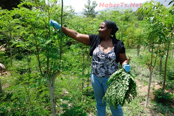 Moringa Ağaci Nedir ? Nerede Yetişir ? Faydalari Nedir? Moringa Ağaci Nedir ? Nerede Yetişir ? Faydalari Nedir?