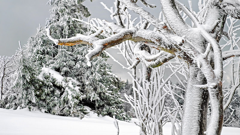 Nature in Winter full with Snow