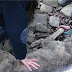 Hallaron un lobo en el río a punto de morir congelado. Cuando supieron lo que le había pasado, no pudieron evitar llorar