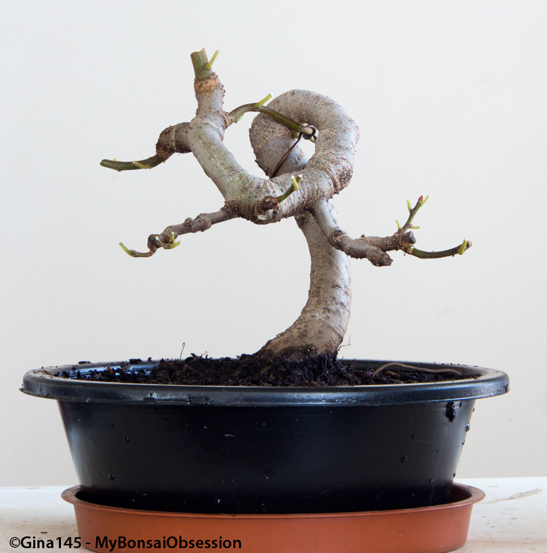 Staffel 1 von Hawaii Five-0 Sto - TV-Serien