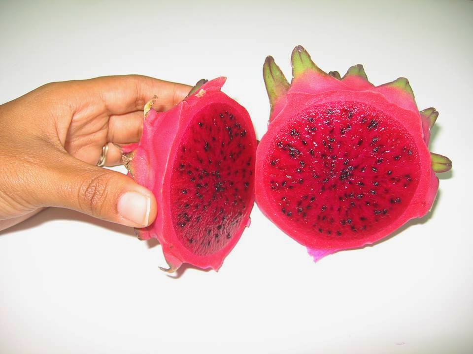 Dragon Fruit from Dominican Republic