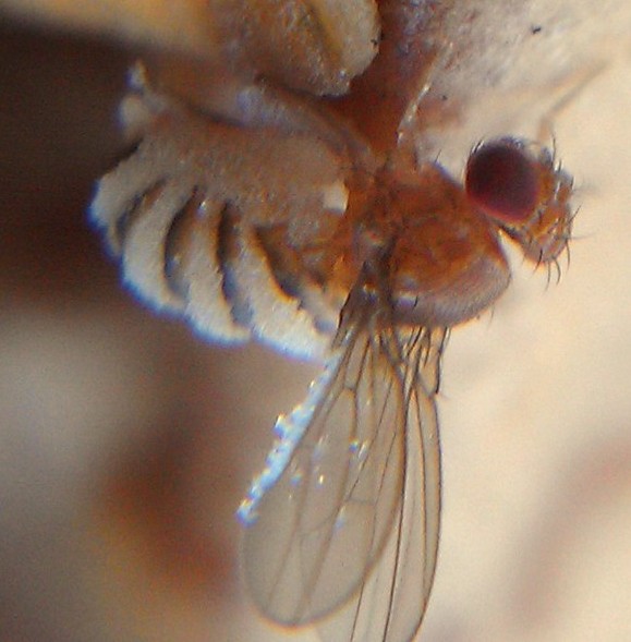 BacterioFiles the Microbiology Podcast for Microbe Lovers