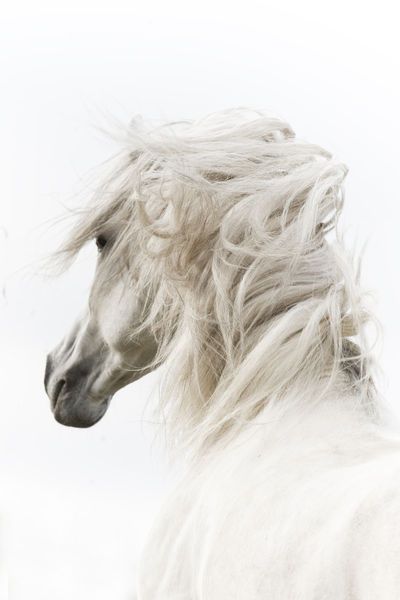 Dominant white Horse Dominant white Horse