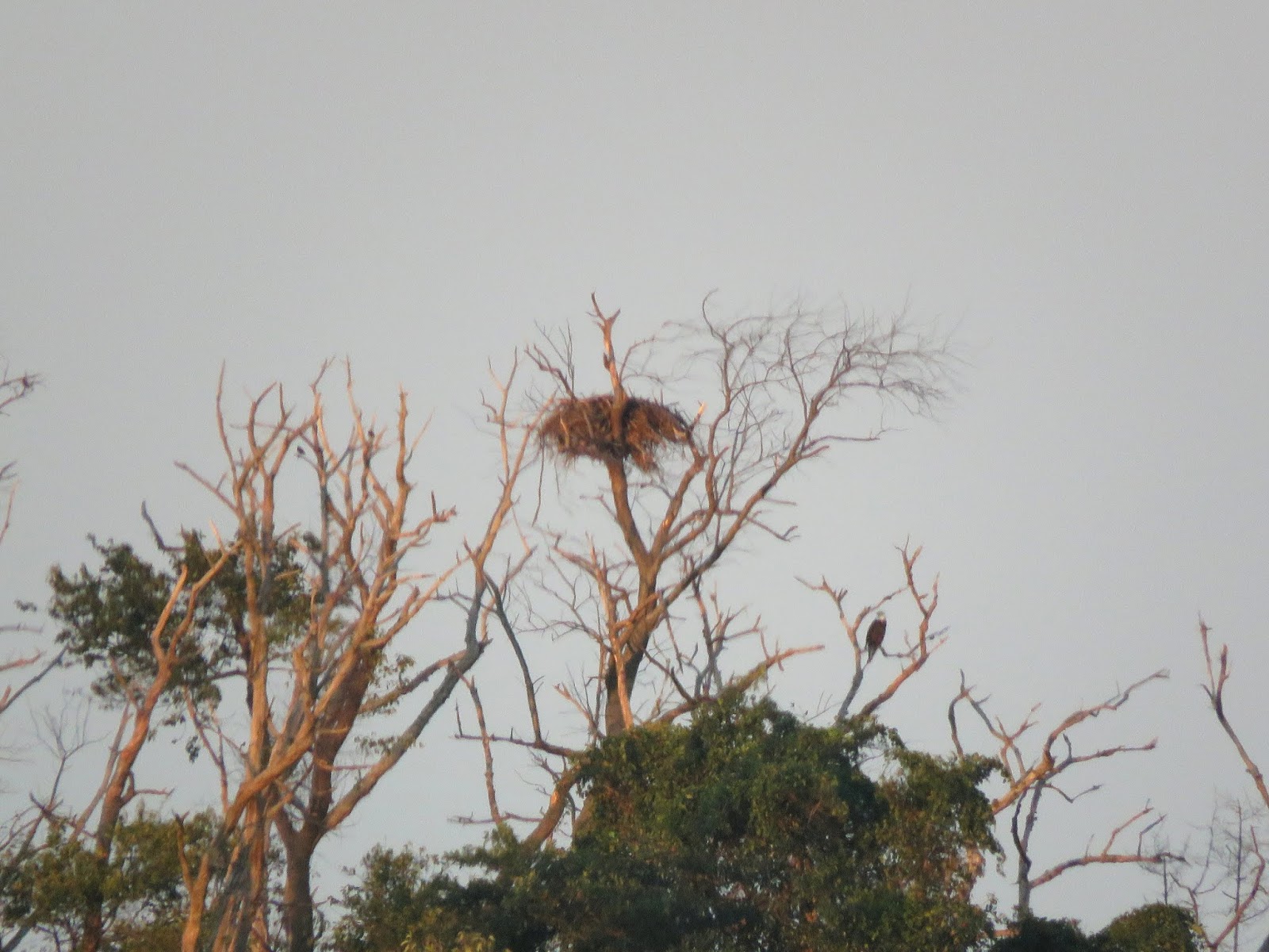 The Eagle Nest With A Bald Sitting Below And Off Right