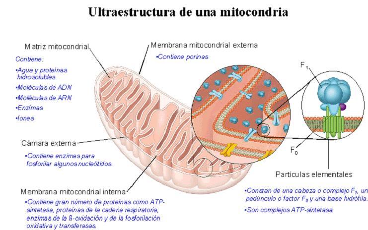 biologia2bachcamp: MITOCONDRIAS. FUNCIONES