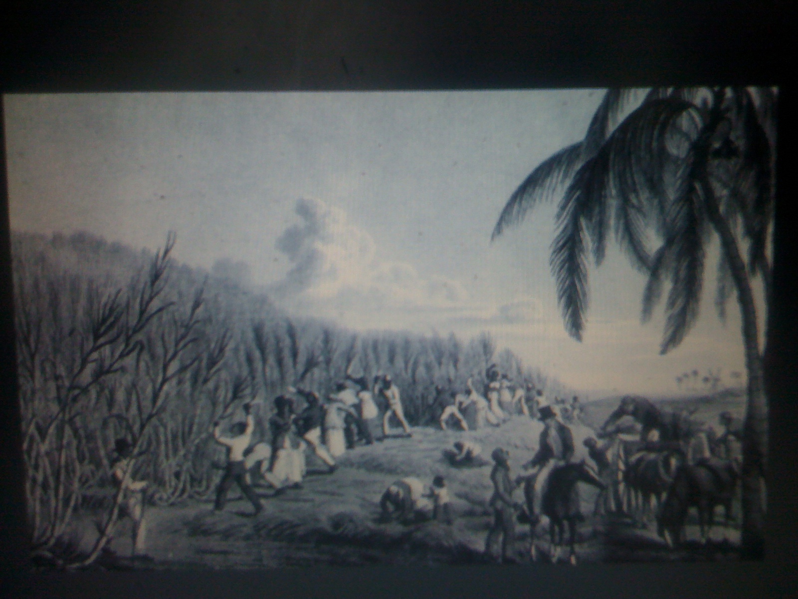 THE BLACK SOCIAL HISTORY BLACK SOCIAL HISTORYSLAVE TRADE AND SLAVERY