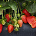 How To Grow Strawberries