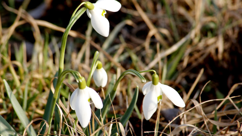 Snowdrops or Galanthus