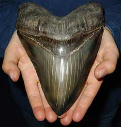 [Image: megalodon-tooth.jpg]
