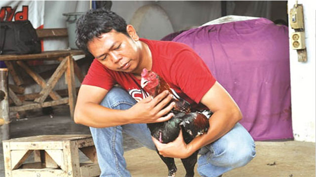 Cara Melatih Ayam Bangkok Agar Fisiknya Kuat