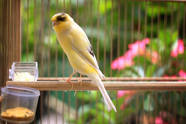 Harga Burung Kenari Januari Terbaru 2018 Abang Murai