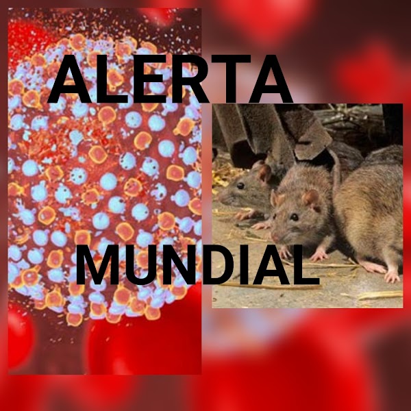 ALERTA MUNDIAL: Reportan El Primer Caso De Enfermdad De Ratas En Humanos. ALERTA MUNDIAL: Reportan El Primer Caso De Enfermdad De Ratas En Humanos.