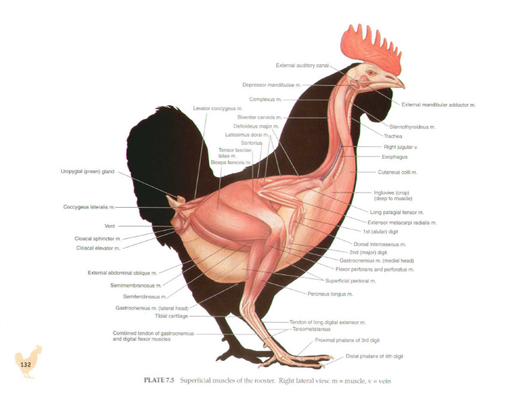 Vet Blog: Muscular System