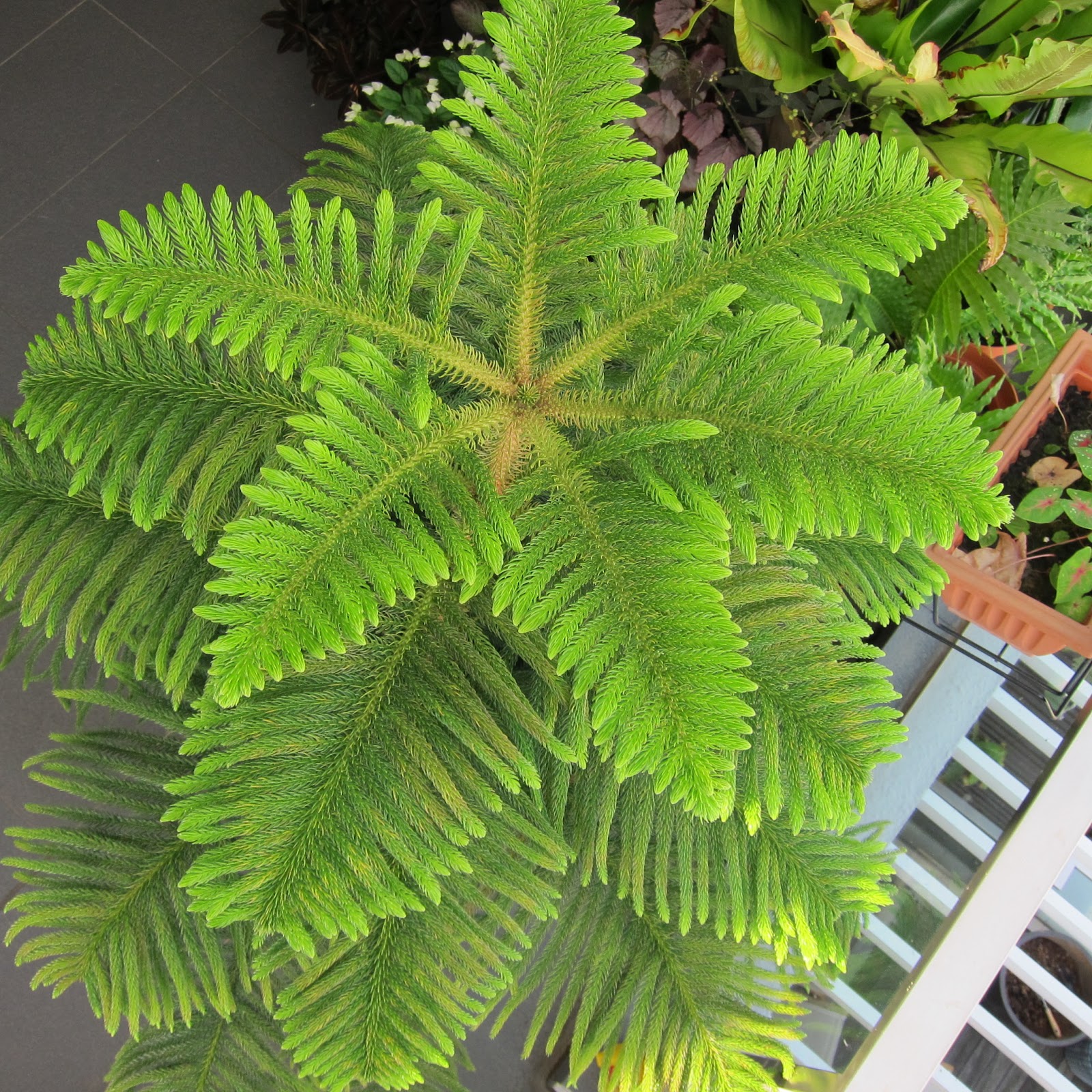 ohiPPo's backyard Norfolk Island Pine