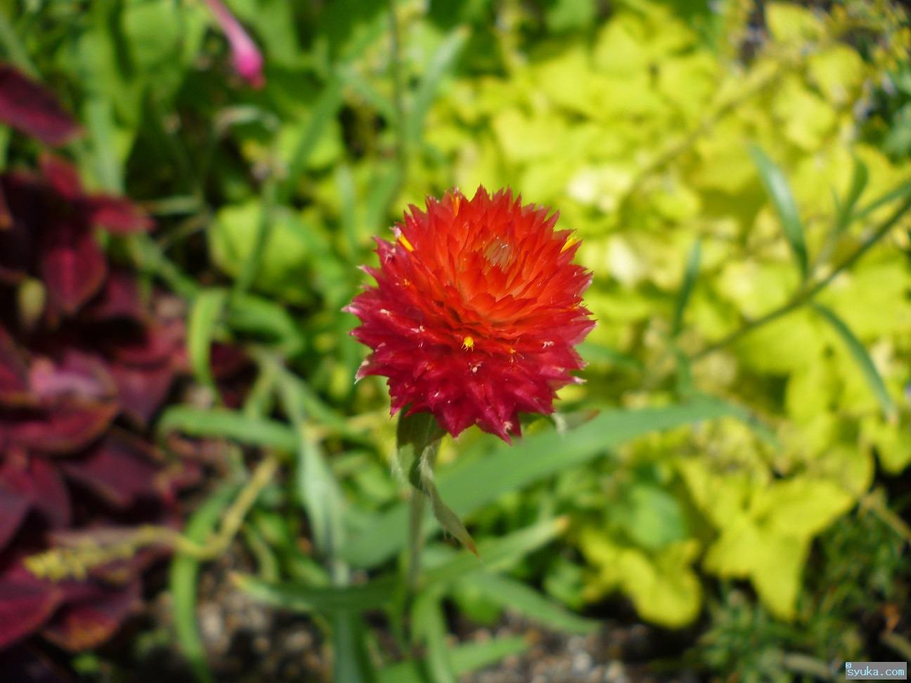 黄花千日紅 キバナセンニチコウ 食べない方が無難でしょう 植物プチ写真図鑑1 食べられるの 食べられないの