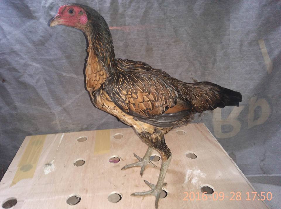 Jual Babon Bangkok Super Cetak Pukul Saraf Jual Babon Bangkok Super Cetak Pukul Saraf