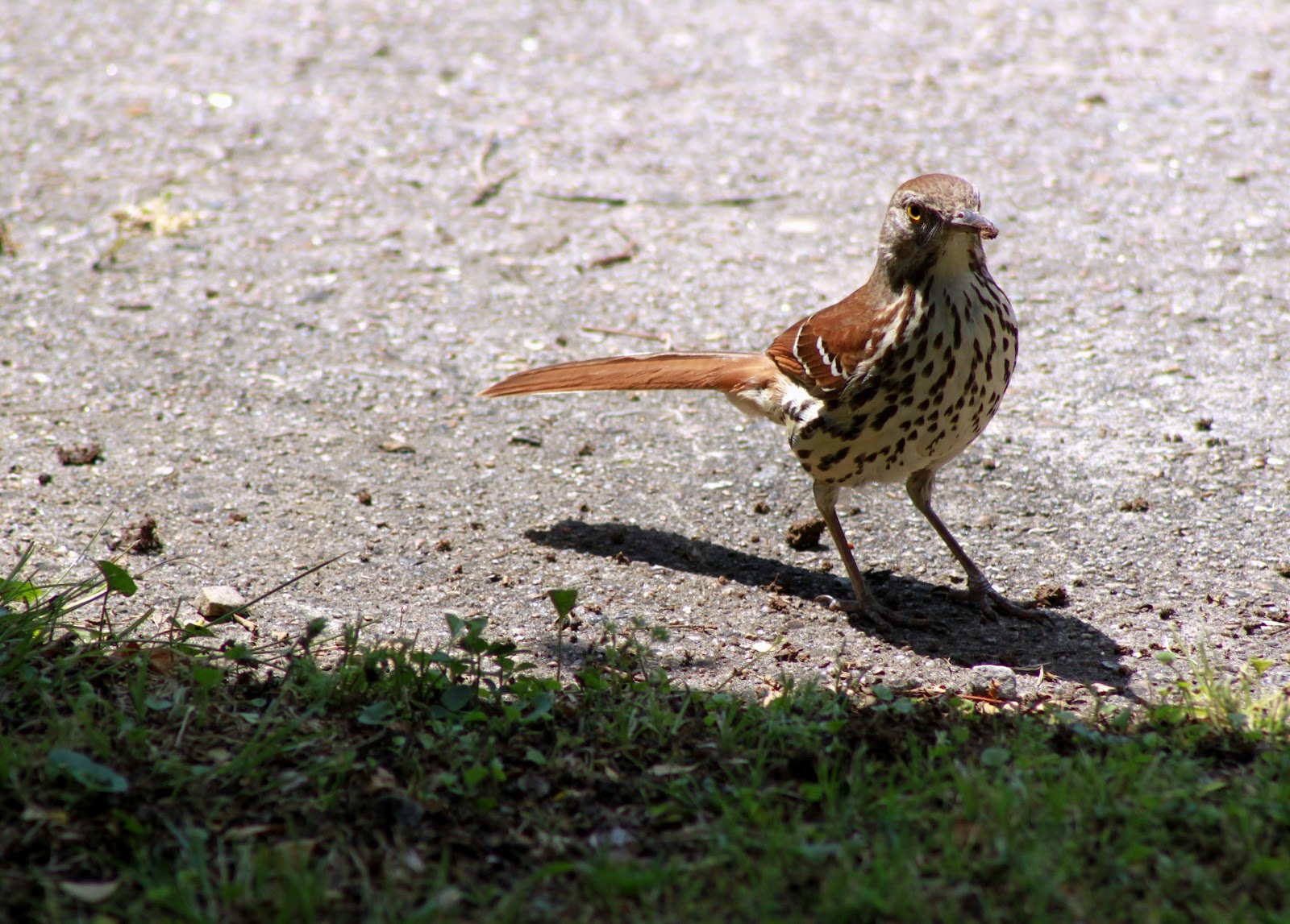 Ponderings of an Elect Exile: focused on Glory...the Brown Thrashers