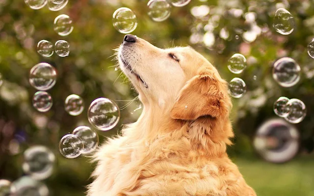 Hond tussen de zeepbellen