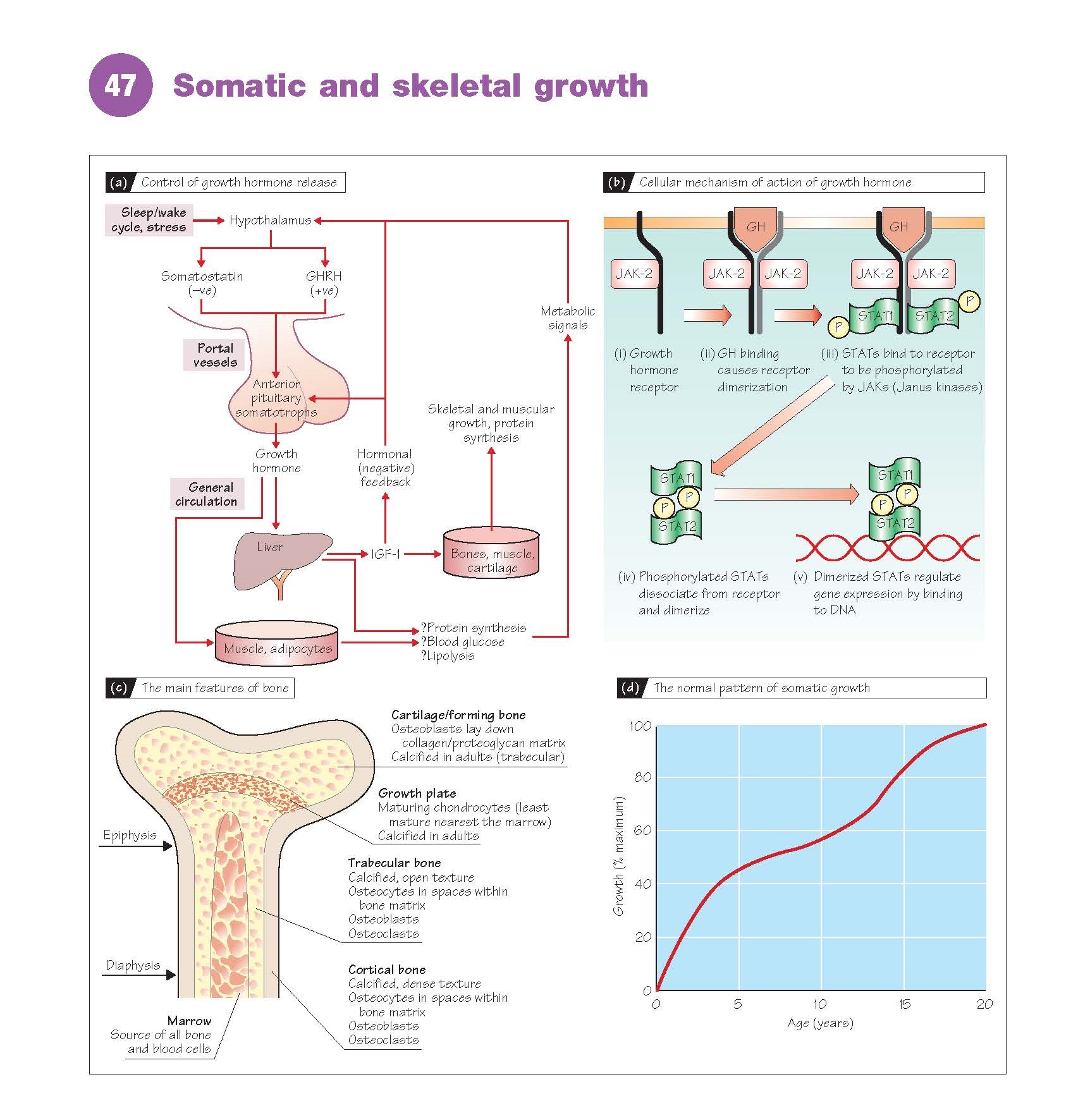 Somatic And Skeletal Growth