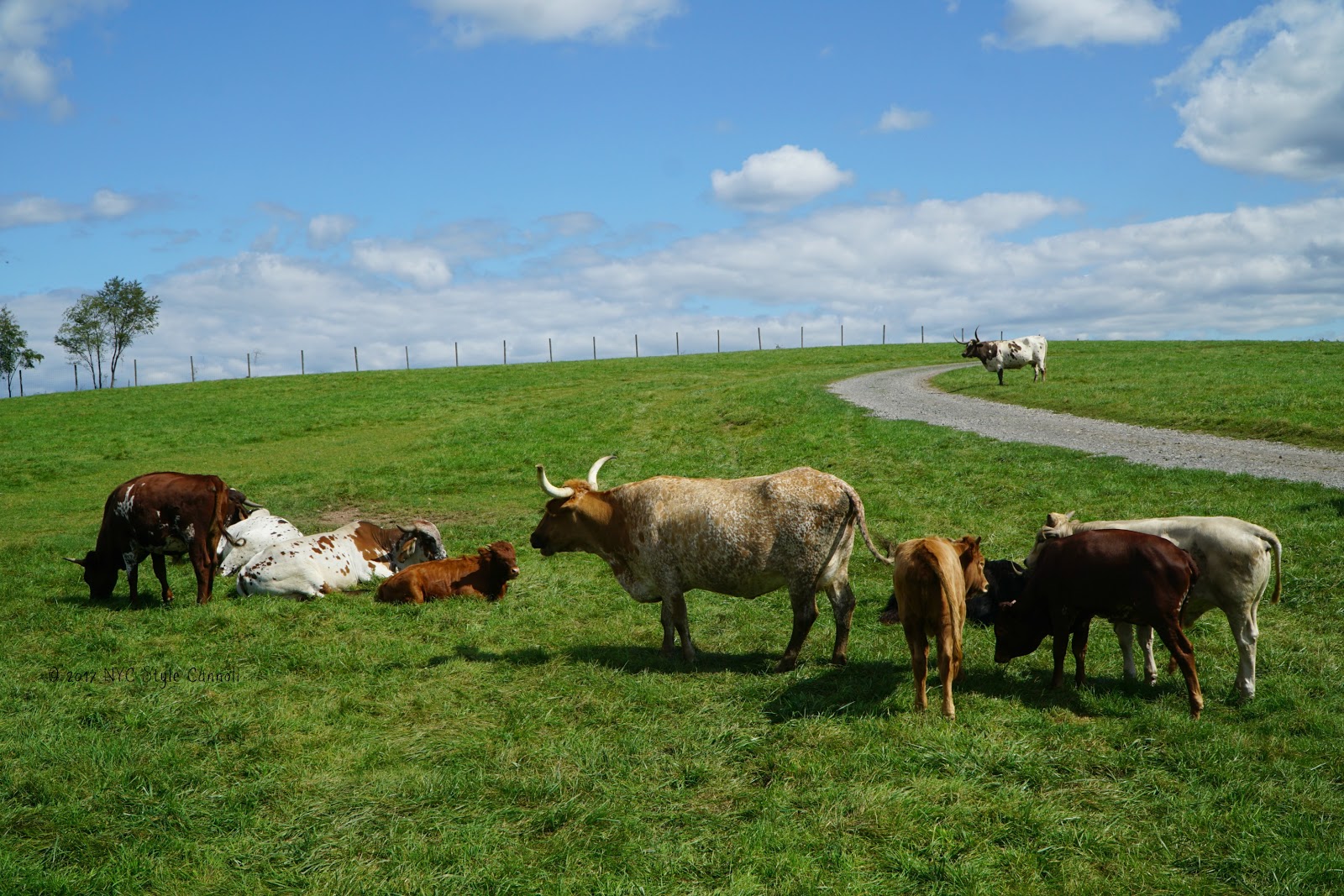 Lake Tobias Wildlife Park Safari | NYC, Style & a little Cannoli