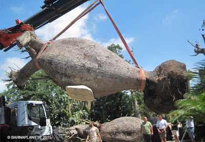 Chorisia speciosa descargada en Arribas center