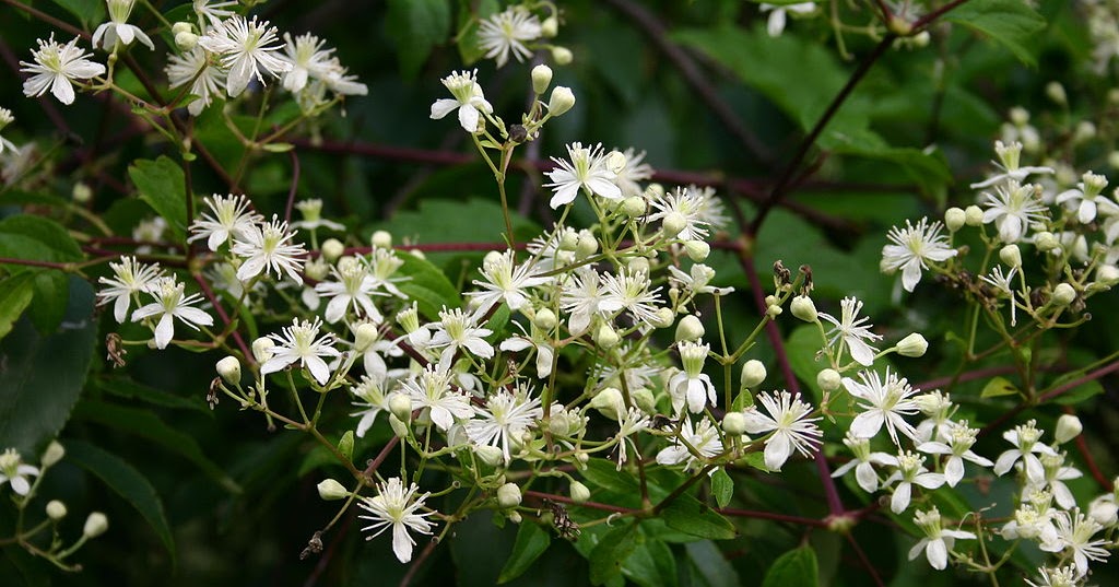 Earth and Space News Late Summer White Flowers of Virginia Woodbine