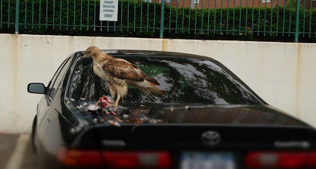 hawk eating pigeon on a car