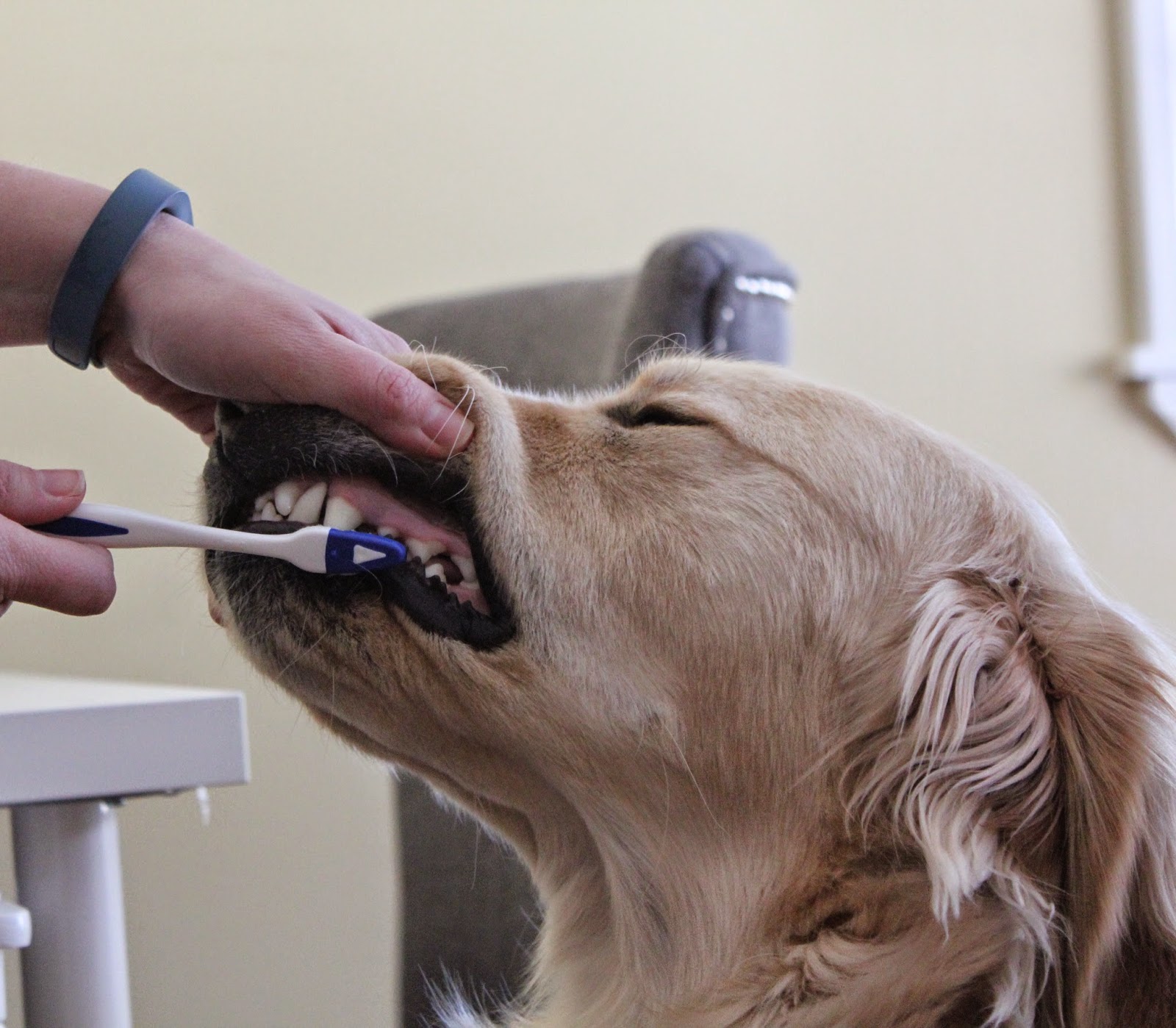 dog getting his teeth brushed for dental health