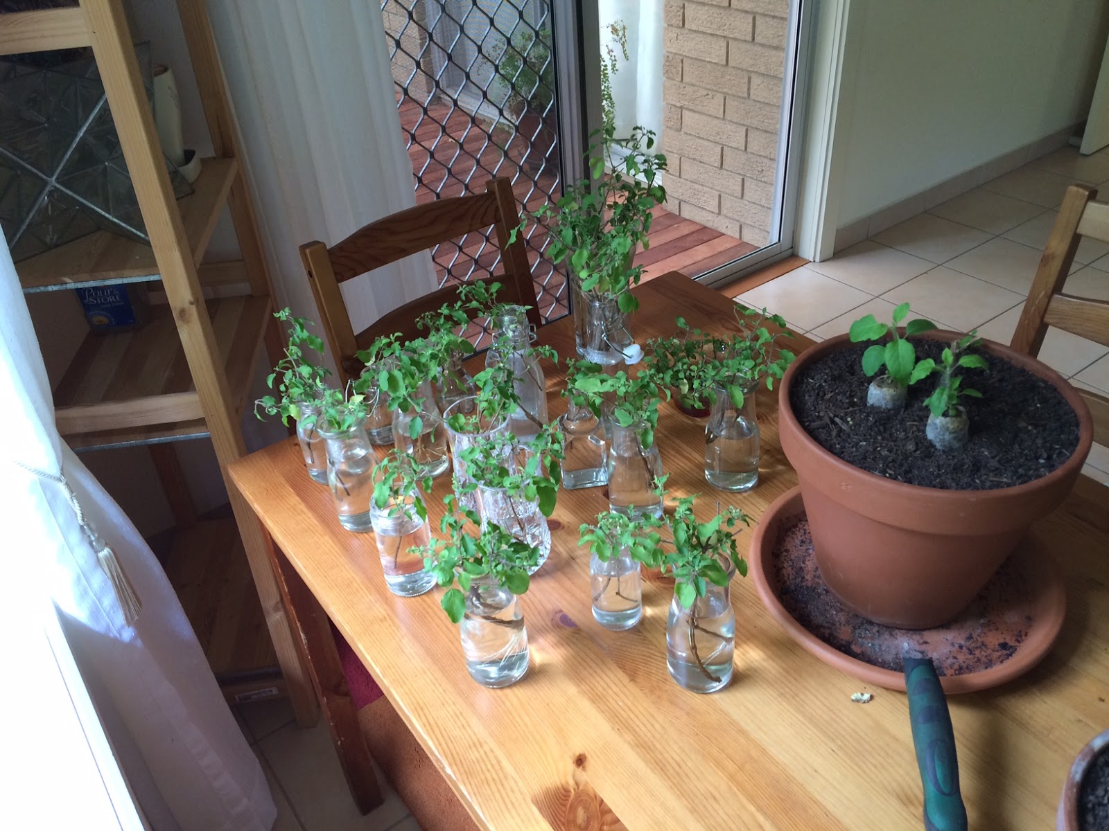 How to grow Tulasi at home March 2016