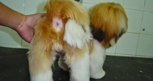 O que é como se faz a tosa higiênica no Shih Tzu