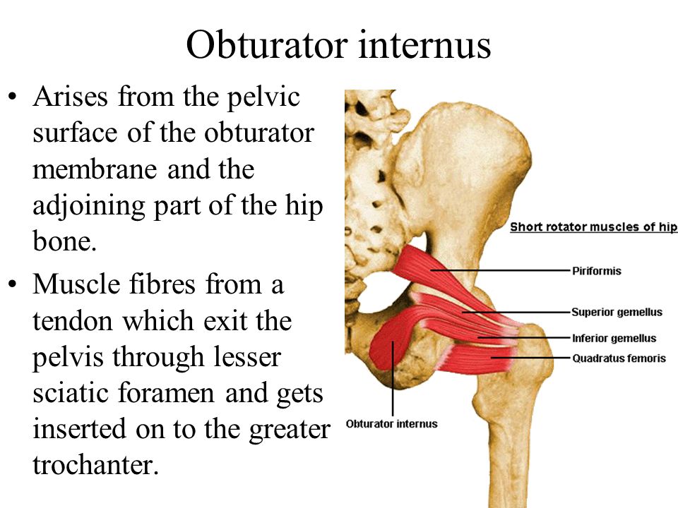 Nerve To Obturator Internus