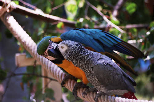 Juragan Kicau Harga Jual African Grey Terbaru 2020