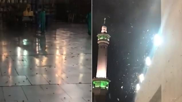 Kenapa Jangkrik dan Belalang 'Menginvasi' Makkah? Kenapa Jangkrik dan Belalang 'Menginvasi' Makkah?