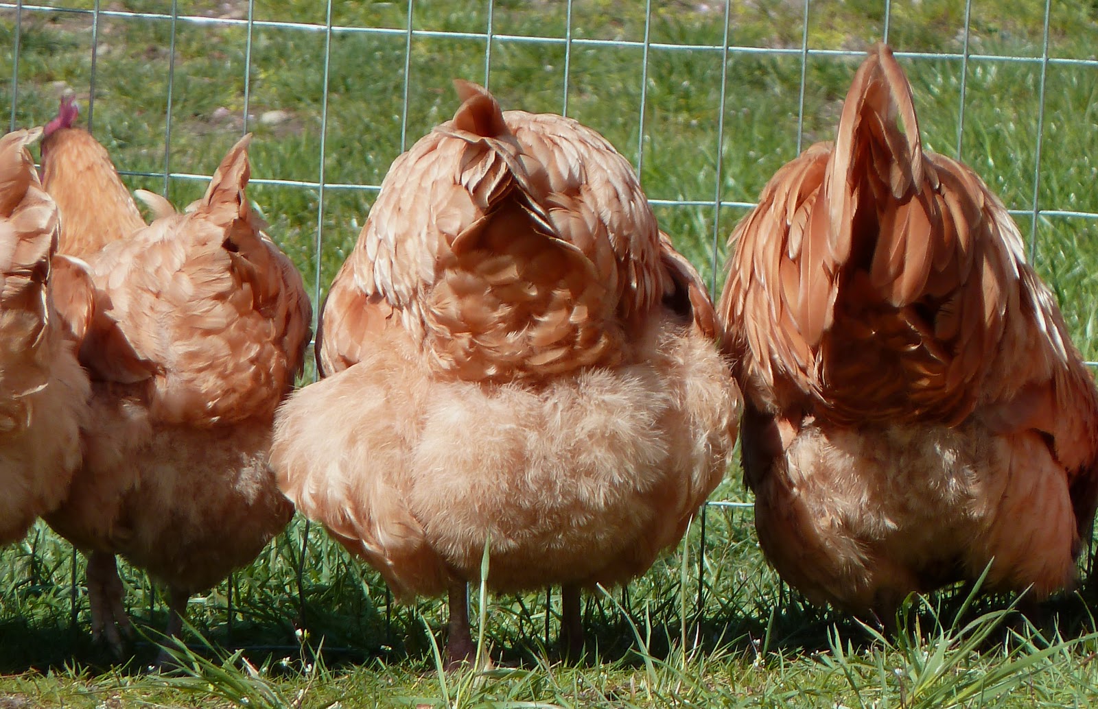I know it's a little strange but seriously, could a chicken butt be an...