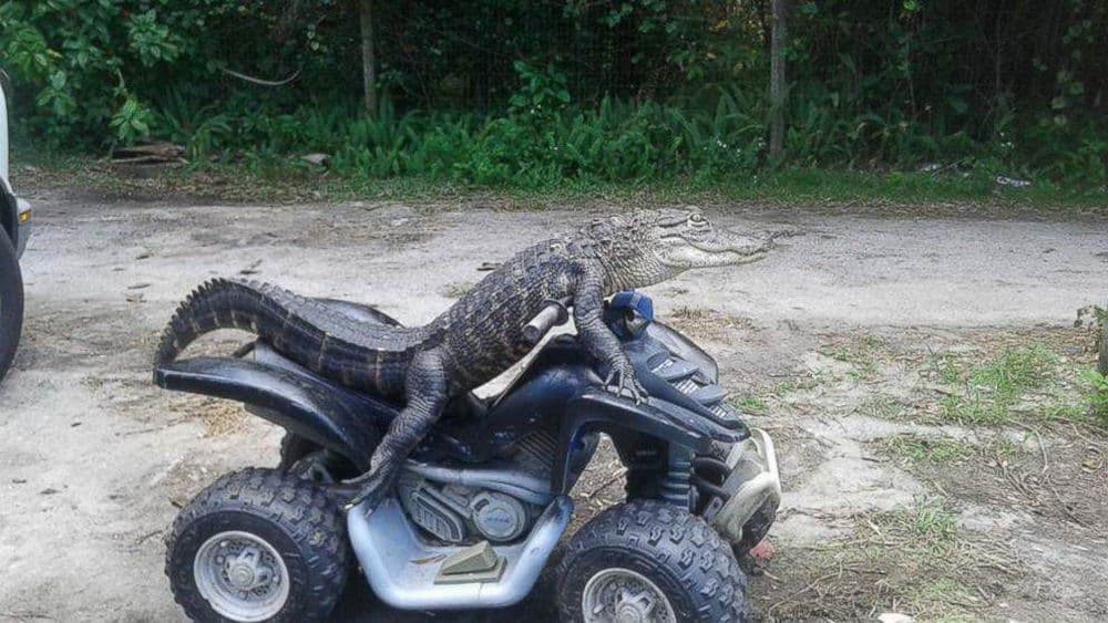 20 imagens para te rires um bocadinho 20 imagens para te rires um bocadinho